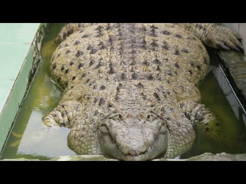 200kg Crocodile Lives With Indonesian Family