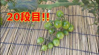 トマトを枯れるまで育て続けたら、草丈が？ｍ以上に！！ /  I grew tomatoes until they died, and now they're over 5 meters tall!