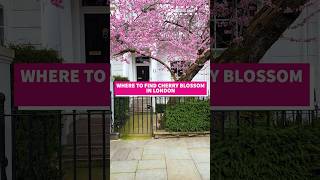 Where To Find Cherry Blossoms in London UK #london #londonvlog #thingstodoinlondon #cherryblossom