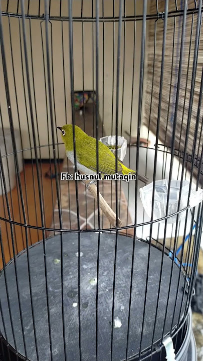 Pleci Buxto Gunsal Nembak Zipperan