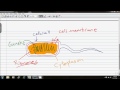 Vegetative Reproduction In Bacteria