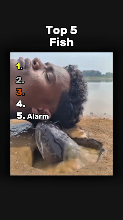 Best Fish 🐟 #ranking #fish #memes #funny #tiktok