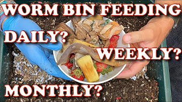 How Often Should You Feed Your Worm Bin?   Vermicompost Worm Farm