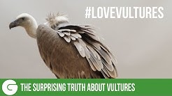 The Surprising Truth About Vultures
