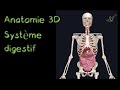 Description Anatomique 3D du système Digestif (Naturosoutien)