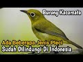 Burung Pleci Dilindungi: Upaya Konservasi dan Pentingnya Peranannya di Indonesia