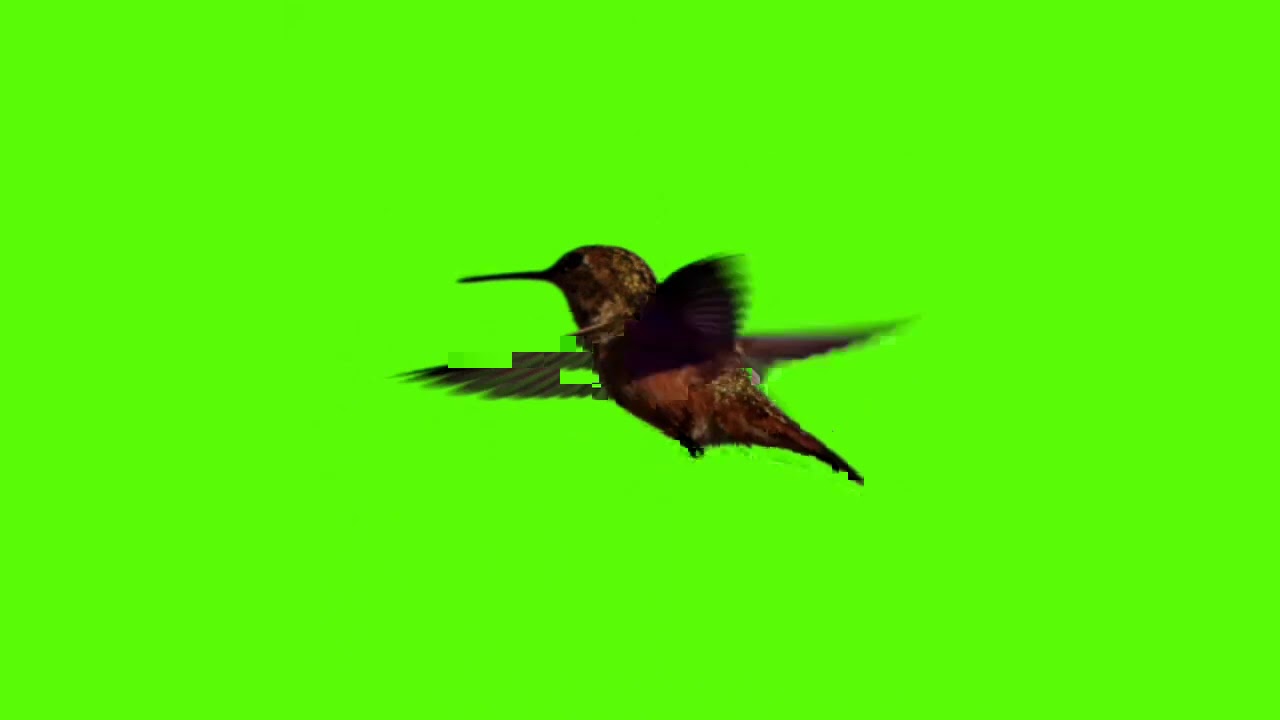 beautifull bird flying effect green screen chroma key hd - YouTube