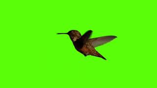 Beautifull Bird Flying Effect Green Screen Chroma Key Hd