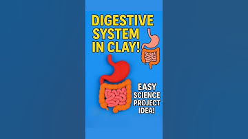 Human Digestive system Clay model 🤔 #shorts #claymodel #scienceproject
