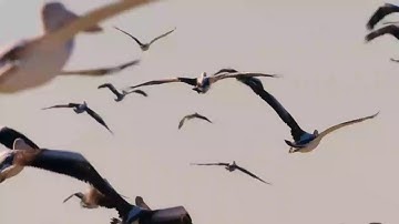 سورة الفاتحة كما لم تسمعها من قبل بصوت العملاق الشيخ المنشاوي ⁦❤️⁩⁦🌸💙