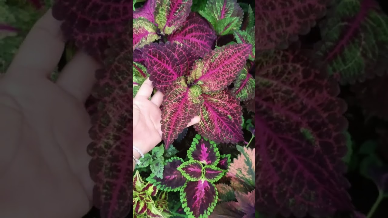 ชมฤาษีผสมสวยๆที่สวนเราค่ะ25กุมภา69