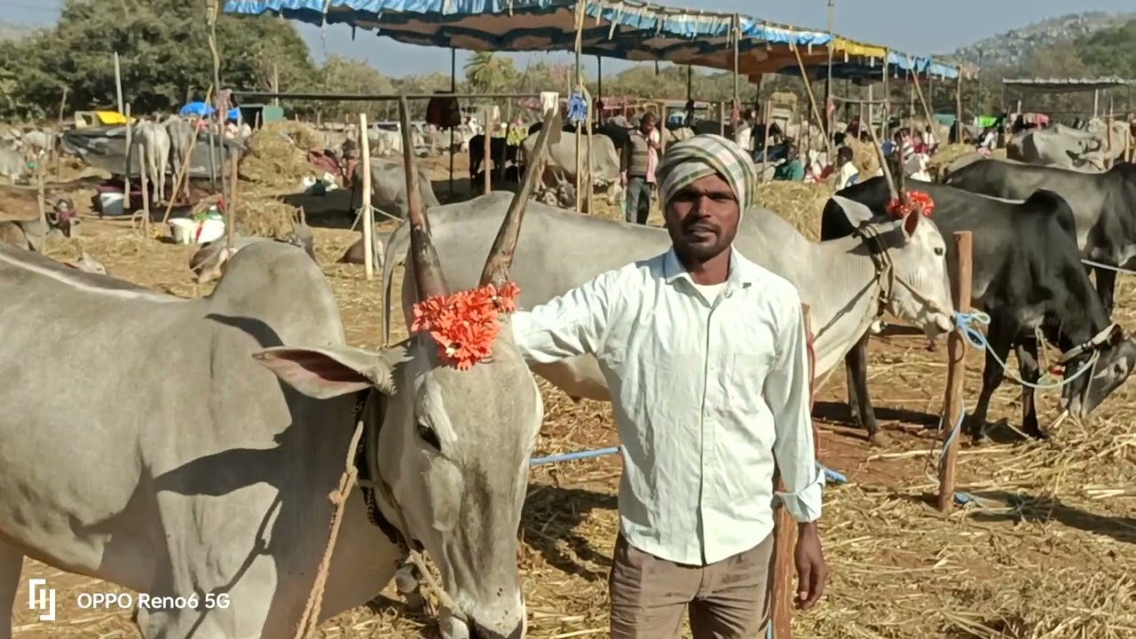 ಸಿದ್ಧಗಂಗಾ ಜಾತ್ರೆ,ಹಳ್ಳಿಕಾರ್ ರಾಸುಗಳಿಗೆ ಪ್ರಸಿದ್ಧ.Siddhaganga jatre 2026.farmers; interviews