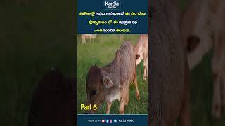 ఆవుల్ని కాపాడటానికే ఈ ప్రయత్నం | Adorable Micro Miniature Cows | Shortest Cows | KarSa Media cow