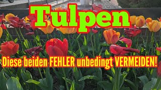 Tulpen: Diese zwei FEHLER solltest du unbedingt VERMEIDEN!