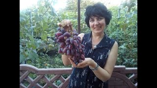ПРОДАЖА САЖЕНЦЕВ И ЧЕРЕНКОВ ВИНОГРАДА.Тел-0677605952.-0957731202 АНАТОЛИЙ.ГОРОД КРИВОЙ РОГ,УКРАИНА. ПРОДАЖА САЖЕНЦЕВ И ЧЕРЕНКОВ ВИНОГРАДА.Тел-0677605952.-0957731202 АНАТОЛИЙ.ГОРОД КРИВОЙ РОГ,УКРАИНА.