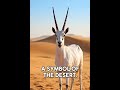 Arabian oryx |Animal#51|  #animals #wildlife #natureshorts #animalshorts #reels #shorts