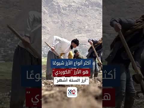 موسم زراعة الارز الكوردي في في سهول حرير وباتاس