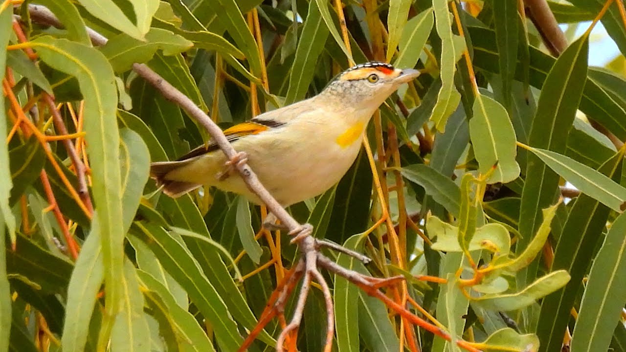 Australia - Birding the Red Center 2024   4K