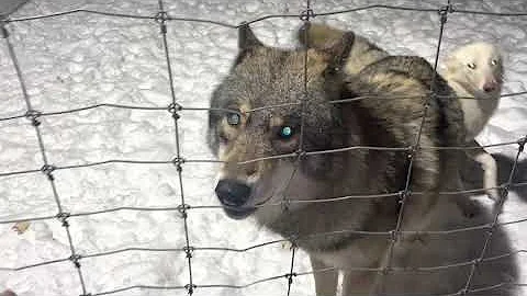 Вязка века! Дом 2 отдыхает, Санта Барбара в Парке Северных Волков. Неожиданная вязка Волка и Волэнда