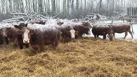 Zuchkan Red Bred Heifers #1075