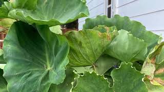 EASY TO GROW TARO IN CANADA