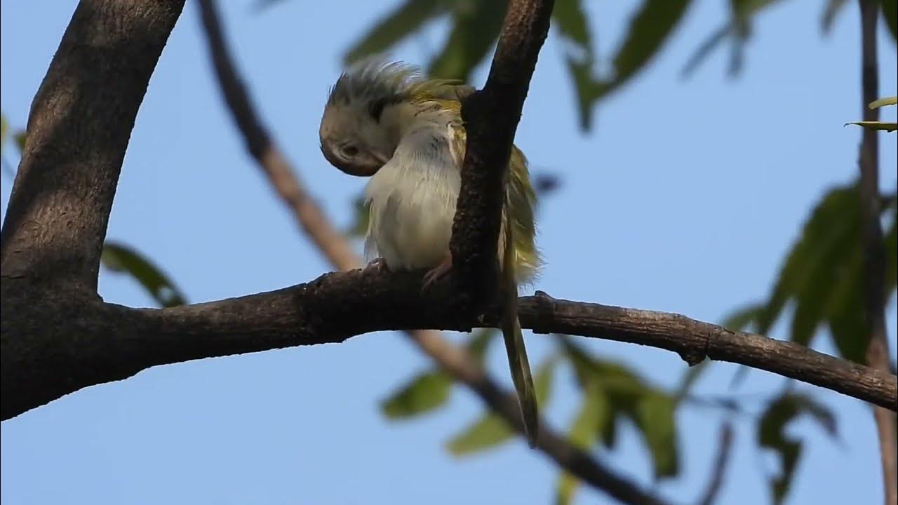Tailor Bird on Neem Tree YouTube