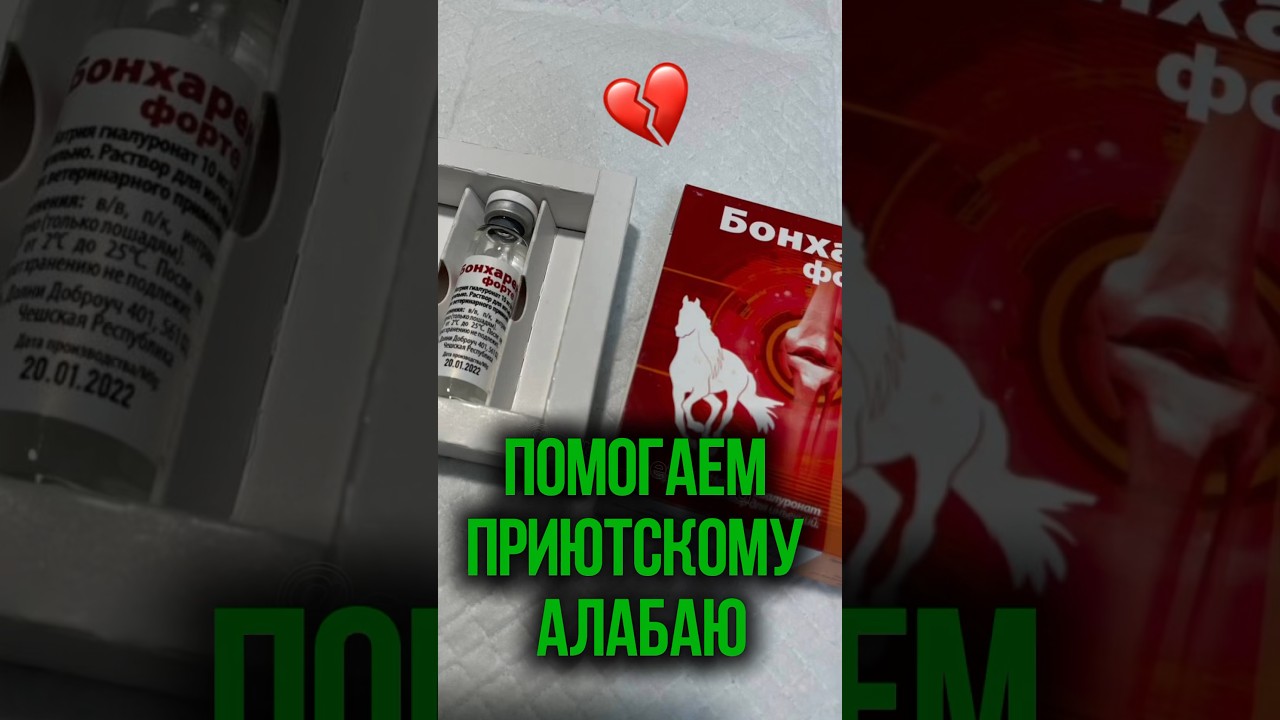 Поможем Булу с больными суставами #алабай #врек #бонхарен #лекарства #приют #нужнапомощь #топ #тренд