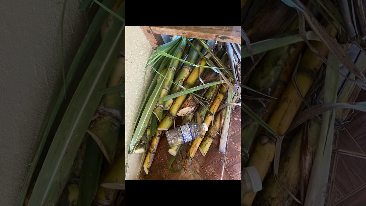 #ihavethisthingwithplants