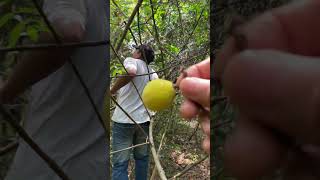 ដើរបេះផ្លែគុយក្នុងព្រៃអង្គរ​​ Finding the Wild Fruit in the Forest of the Angkor Area