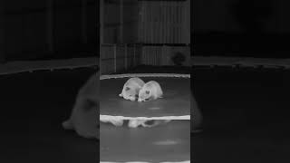 Caught on CCTV: Bear Cubs Go Wild on Backyard Trampoline at Night! #ai #veo3
