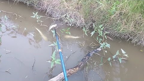 Xiệt Con Nước Kém Dính Toàn Cá Ngon | kích cá miền tây