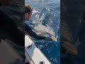 Nature’s Most Intelligent Creature 🐬❤️ #viralshorts