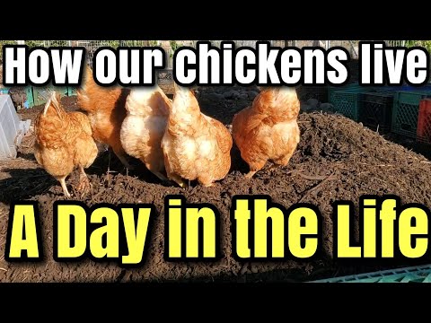 HOW our CHICKENS LIVE their LIFE in a chicken COMPOSTING YARD #permaculture #chickens #compost ?