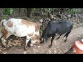 अरऺर॑.. एवढी खतरनाक बैलांची जीवघेणी झुंज|Deadliest Bull Fight