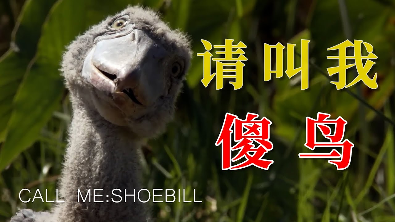 我是傻鸟,呜呜呜呜……#animals #搞笑 #沙雕 #动物 - YouTube