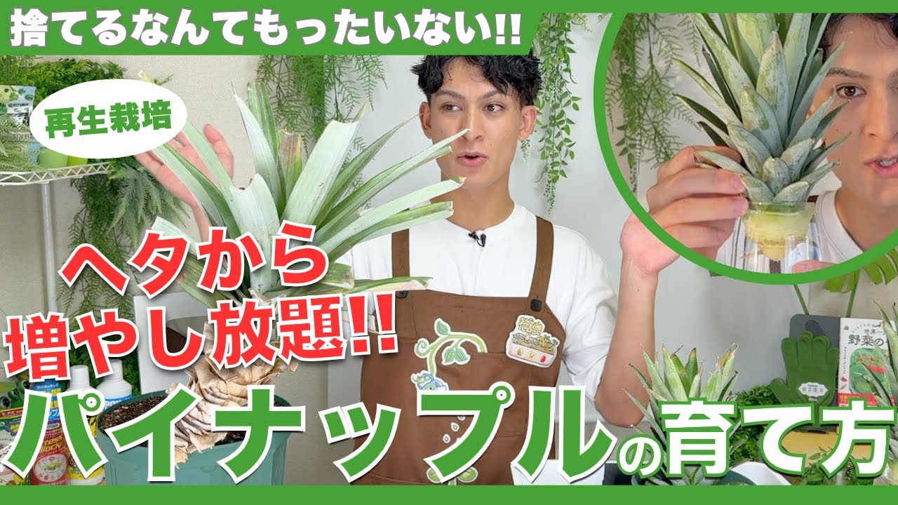 パイナップル再生栽培のやり方とコツ3選！大きく育てるポイントを解説【ハイポネックス】
