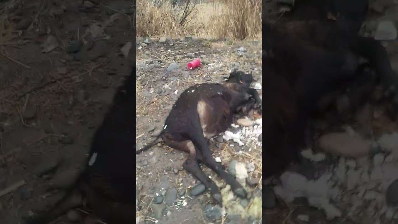 14 декабря 2025 г.