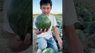 Harvesting Gold: How China's Special Seed Watermelons Are Processed.#shortsfeed
