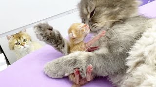 Cat Joanna takes care of a newborn kitten instead of a mama cat