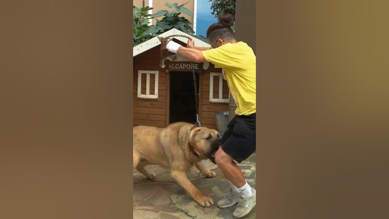 what-happens-if-a-dog-bite-gets-infected-youtube