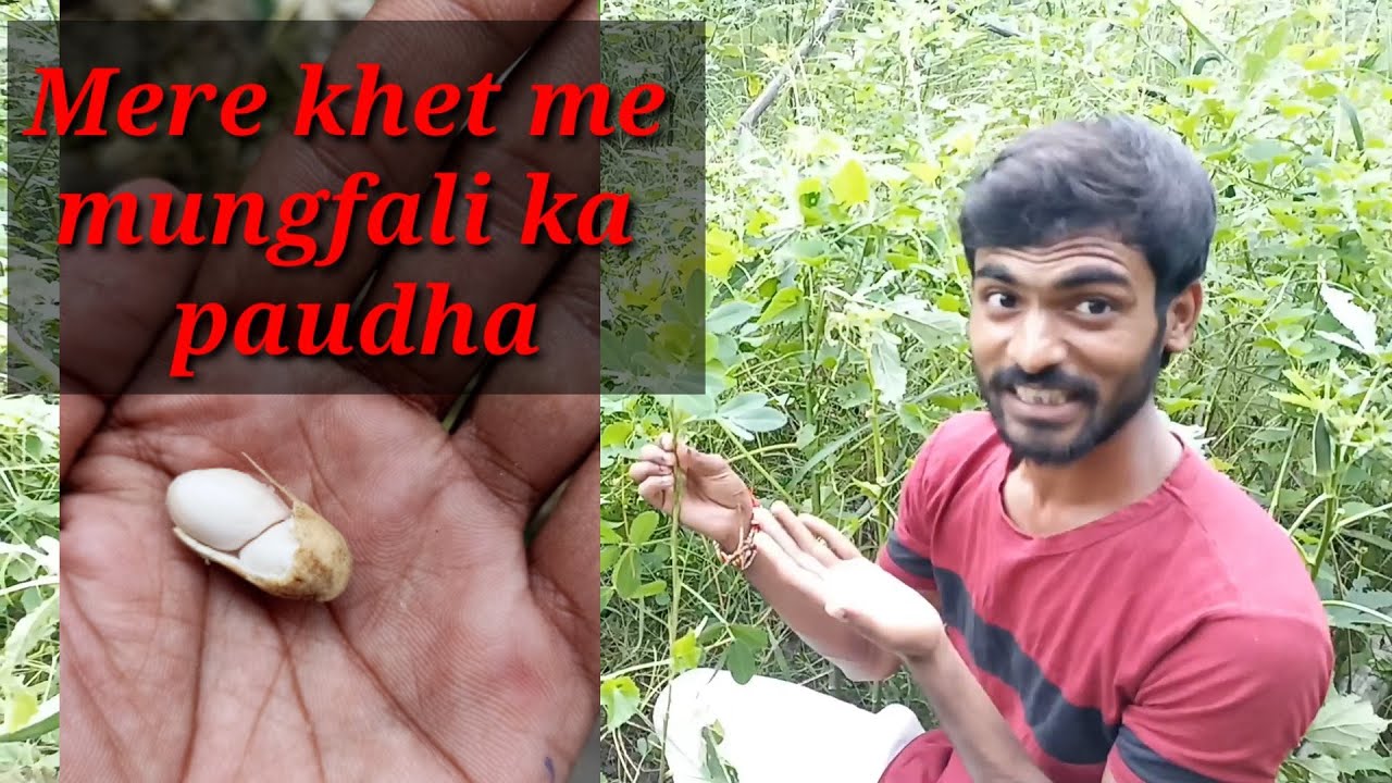 Peanut plant wala vlog kachcha badam ka paudha YouTube