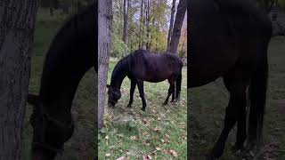 #мудрыеслова #цитатыосмысле #природа #цитатыпрожизнь #цитатыизкниг #кони #лошади #лошадь #лошадки