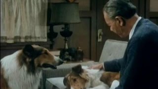 Lassie - Episode #397 - "The Waif" - Season 12, Ep. 12 - 11/28/1965