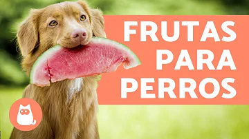 ¿Qué fruta humana es buena para los perros?