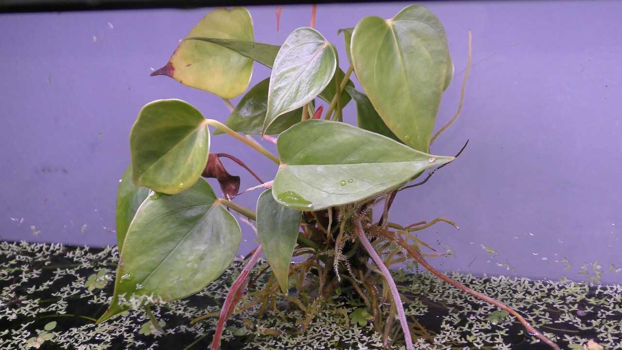 Painters Palette Plant in Aquariums