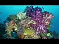 Raja Ampat , Indonesia diving  Pearl of Papua -  2018