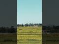 This kind of peace(Shot on 5x telephoto) #greenliving #nature #rest @apple