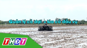 Quản lý cỏ dại và lúa cỏ đầu vụ | Syngenta Thông tin nông nghiệp - 3/11/2024 | THDT
