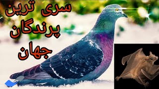 سریع ترین حیوانات جهان