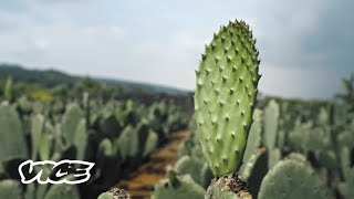 Regreso al origen: el nopal, un superalimento mexicano